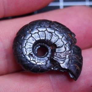 30mm Goniatite Hematite Devonian Fossil Ammonite 1847 - Picture 1 of 10