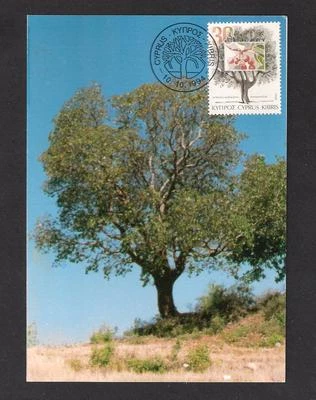 TREES OF CYPRUS STRAWBERRY TREE ARBUTUS ANDRACHNE 1994 MAXIMUM CARD MAXICARD - Image 1 of 2