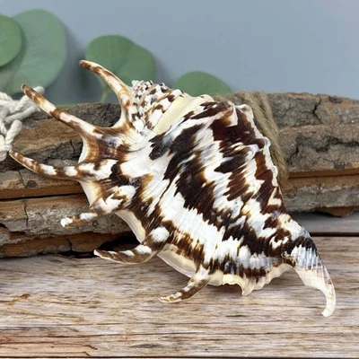 Lambis Lambis dunkel 12-13cm echte Deko Muschel Klasse-A Meeresschnecke maritim