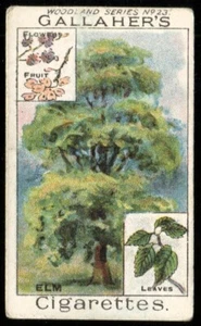 Tobacco Card, Gallaher, WOODLAND TREES, 1912, Elm Tree, #23 - Picture 1 of 2