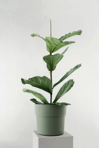 Übertopf LIV in verschiedenen Farben und Größen aus Kunststoff - Bild 1 von 8