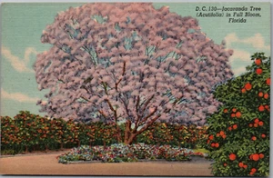 Florida FL Jacaranda Tree Full Bloom Blossoms Flowers Postcard Vintage Linen UP - Picture 1 of 2