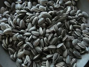 Ai Weiwei Sunflower Seeds, 50Stück - Bild 1 von 1