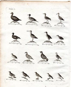 Engraving 18th / Birds Game Gambette, Thrush, Ortolan, Quail, Macreuse.. - Picture 1 of 2