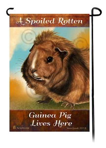 Un conejillo de indias abisinio podrido mimado vive aquí - Imagen 1 de 1