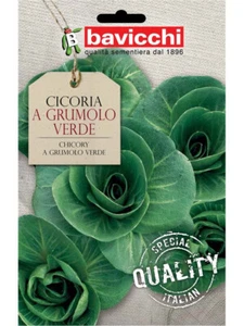 Cicoria a Grumolo Verde Bustina semi Orto seme Special Quality Italian Bavicchhi - Foto 1 di 1