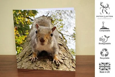 Eco Friendly Blank Greeting Card: Grey Squirrel Animal | Nature | Wildlife - Image 1 of 4