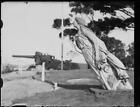 Statue of a female figurehead on Garden Island, Sydney, 1930s Old Photo