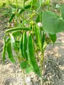 Aina Ayna Uri. Hyacinth Bean. Sheem shim ipsa 2 seem, best quality 8 Seeds - Picture 1 of 1