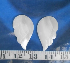 ~ Perlmutt (MOP) Muschel ~ Engelsflügel ~ strahlend weiß ~ Schmuckrohlinge ~ - Bild 1 von 5