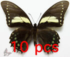 Papilio Aristeus Ssp.Eurotas, 10Pcs,Unmounted Butterfly