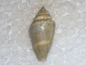 CONUS VENTRICOSUS MISSIL FORM - Picture 1 of 3