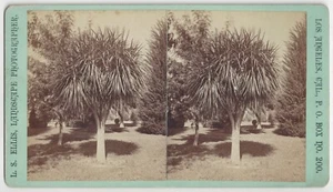 1880 Los Ángeles California Stereoview, Residence Longstreet Place, Dragon Palms - Imagen 1 de 2