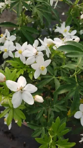 Choisya ternata GREENFINGERS® 'Lissfing' / Oranger du Mexique / Conteneur de ... - Foto 1 di 5