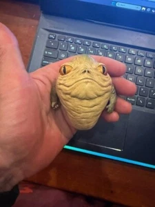 Figura exclusiva de Sideshow Star Wars Anakin Skywalker 1/6 Clone Wars Rotta rara - Imagen 1 de 6