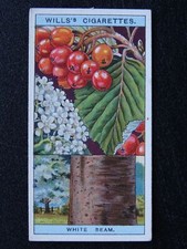 No.7 WHITE BEAM Flowering Trees & Shrubs by W.D.& H.O.Wills Ltd 1924