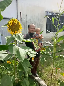 large sunflower : true breed tropical vegetable seeds - Picture 1 of 3