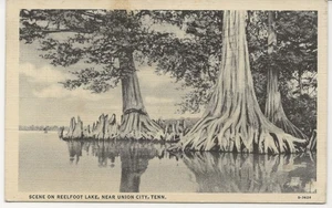 1937 postcard, Reelfoot Lake near Union City, TN - Picture 1 of 2