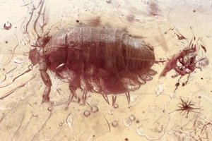 US DDP WOODLOUSE Isopoda ONISCIDEA & More Fossil BALTIC AMBER + HQ Pic 250708 - Picture 1 of 7