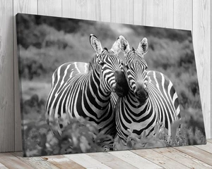 Zebras Kissing mounted canvas print ready to hang - Picture 1 of 8