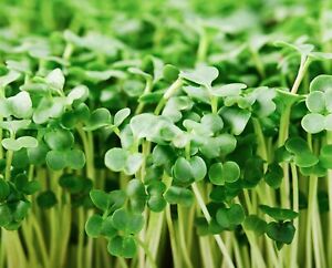 Organic Broccoli MICROGREEN Seeds | Heirloom | Non-GMO | Seeds for Sprouting