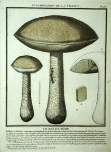 LE BOLET RUDE LECCINUM SCABRUM gravure de champignon par Pierre BULLIARD 1780 - Imagen 1 de 2