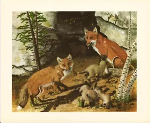 American Red Fox - Gene Gray Vintage Art Card - Old Stock - Picture 1 of 1