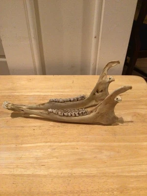 Hueso de mandíbula de ciervo, conectado, artesanía animal arte vida silvestre herramienta de taxidermia hombre cueva L Foto 1 de 4