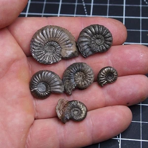 6pcs 14-30mm Pleuroceras AMMONITE Germany Fossil fossilien lot Mollusk 1688 - Picture 1 of 8