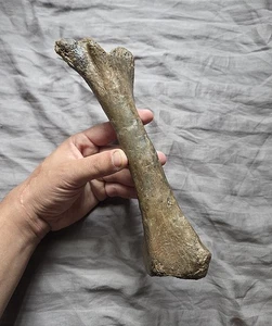 Rarissima qualità Pachycephalosaurus Tibia dinosauro osso fossile Hellcreek Fm - Foto 1 di 5