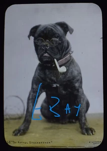 Photo A BULLDOG - THE ARTFUL STOCKBROKER Lantern Slide C1890 VICTORIAN PHOTO - Picture 1 of 5