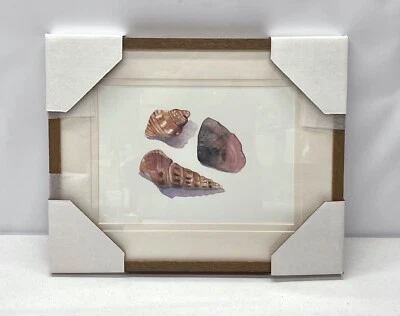 NEW Pottery Barn Framed 20" x 16" Shell Collection Print #2 Wall Art Decor - Image 1 of 2