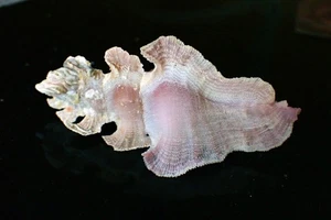 Seashells- Pterynotus elongatus 54mm- SPLENDID PURPLE COLOR & BEAUTIFUL SPINES!! - Picture 1 of 7