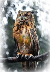 Hoffman 32" panel T4908-66, Beautiful Owl on a branch - Picture 1 of 1