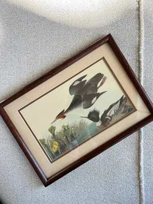 Red Breasted Merganser Audubon Print Havell Reproduction Framed - Image 1 of 4