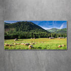 Acrylglas-Bild Wandbilder Druck 120x60 Deko Landschaften Schafe in Tatra