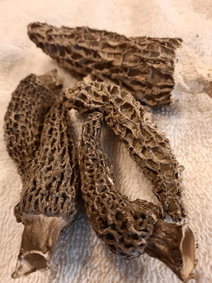 Blondes and Grays (Double walled) Premium Dried Morel Mushrooms - 1 OZ Pkgs. - Image 1 of 1