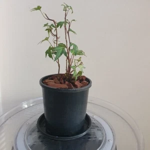 Low Light Tolerant Indoor-Outdoor Hedera Helix ‘English Ivy’ - Picture 1 of 11