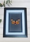 The Garden Tiger Moth - Arctia Caja. Framed Entomology. Taxidermy Insect Art....