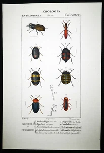 1831,PRETRE ORIGINAL ENGR. EDLES ANTIKES AQUARELL COLEOPTERA KÄFER XPW - Bild 1 von 4