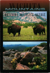 Lawton OK Postcard Wichita Mountains National Wildlife Refuge Bison Wildflowers - Picture 1 of 2