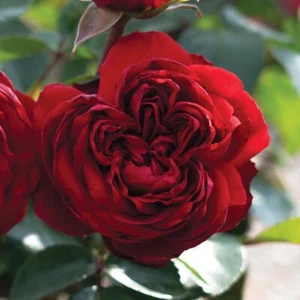 Rose Tiamo 2 yrs old Grandiflora Bareroot Plant Bush Stunning Magnificent Blooms - Picture 1 of 8