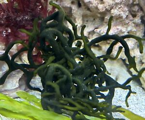 Codium Macroalgae Marine Macro Algae