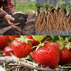 20 x Strawberry 'Cambridge Favourite' Bare Roots - Free Spent Mushroom Compost