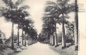 Barbados - BELLEVILLE - Avenue of Palm Trees - Veröffentlichung. J.R.H. Seifert & Co. - Bild 1 von 2