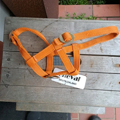 Mini Shetty Fohlen Halfter - Bild 1 von 3