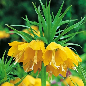 Blumenzwiebeln Blumen Fritillaria Kaiserkrone Schachblume Lutea 3 St. - Bild 1 von 1
