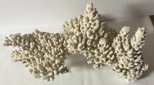 GRANDE VERO 13" X 9" ramo bianco sporco CORALLO esemplare pezzo decorativo mare mare mare - Foto 1 di 5