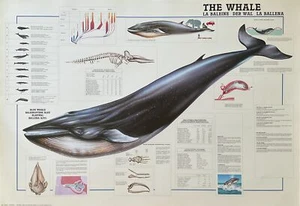 Póster vintage de hobby de The Whale 27 x 39 - Imagen 1 de 1