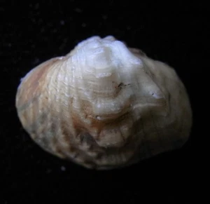 freshwater bivalve Acuticosta chinensis 19.5mm F+++ - Picture 1 of 1